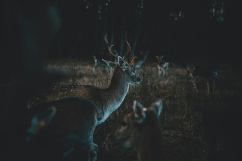 Temporada de caza. Sarajevo. 1992